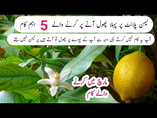 Top 5 tips and care for lemon plant | lemon k phool gir jate hen tu in 5 baton ka khiyal rkhen .