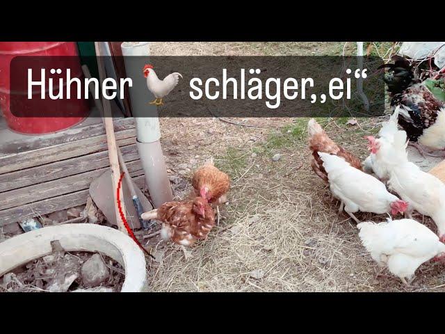 Meine Freundin und ihre Hühner  | Hühnerstall misten und Futter auffüllen erneuter Zuwachs 