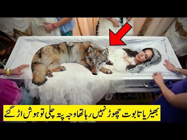 ڈاکٹر نے غور سے باڈی کو دیکھا تو فورا پولیس بلالی Wolf Was Not Leaving Woman When Doctor Checked...