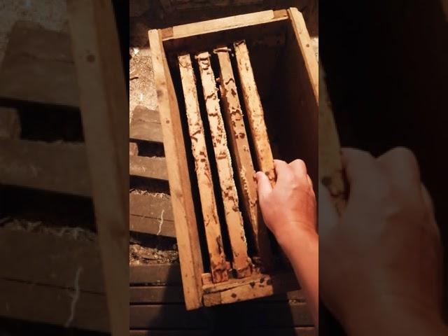 Apiary! Пасека! Пасечник! Мастерская для обслуживания пасеки. #apiary #пасека #пасечник #мастерская