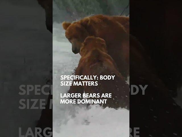 Brown Bear Hierarchy