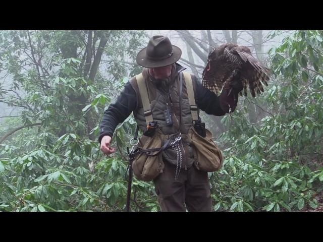 Hunting with Goshawks in Essex