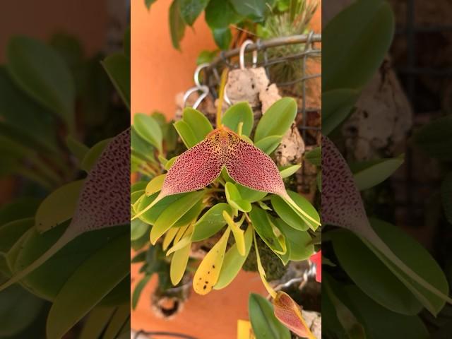 Микромир распускается. Живая сказка в джунглях #orchidworld #orchids #орхидеи