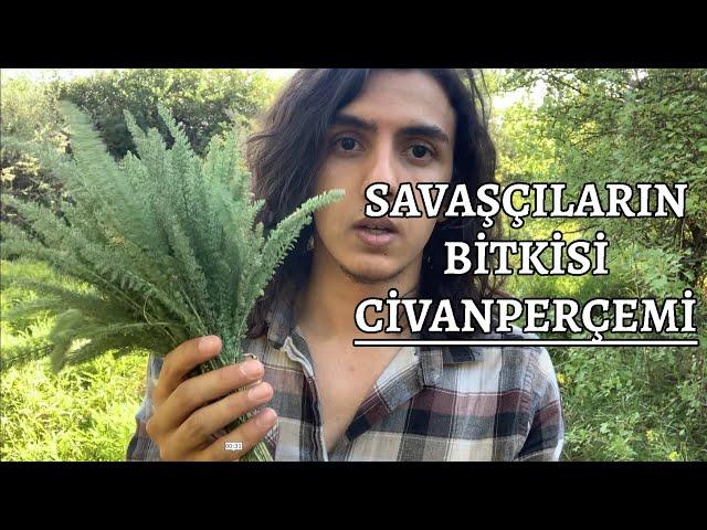 Savaşçıların Bitkisi Civanperçemi - Achillea millefolium