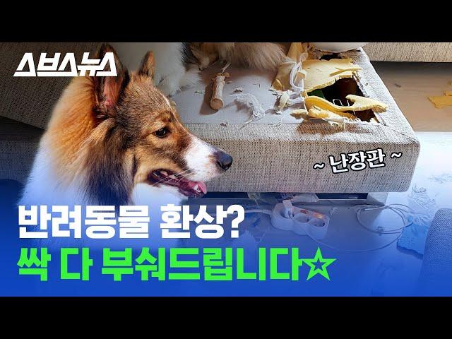 강아지·고양이·햄스터·앵무새... 반려동물 키우고 싶다면 꼭 봐야 하는 영상 /스브스뉴스