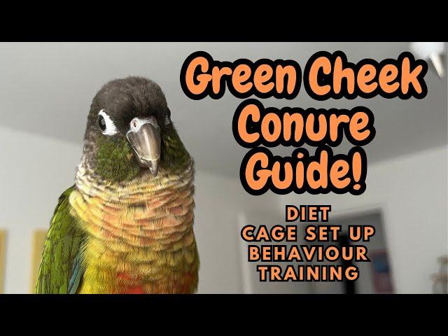 Green Cheek Conure Guide | Conure Care Guide | Diet, Cage, Behaviour, Training | TheParrotTeacher