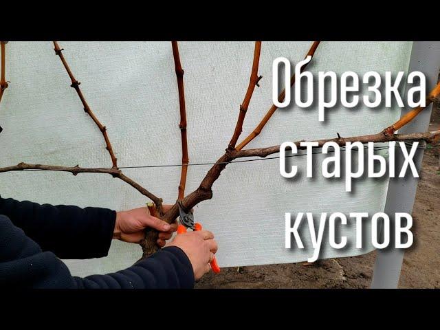 Обрезка старых кустов винограда. Все варианты формировки. Как обрезать старые кусты правильно