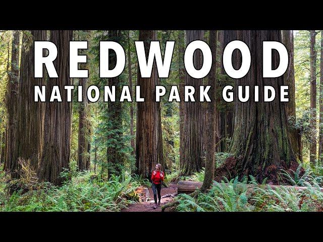 8 EPIC Things To Do In Redwood National Park (2024 Guide)