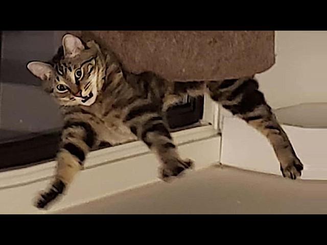 16 minutes of Funniest Cat Videos 2024