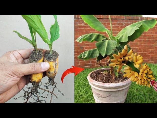 Crazy Skills growing Banana tree from banana fruit