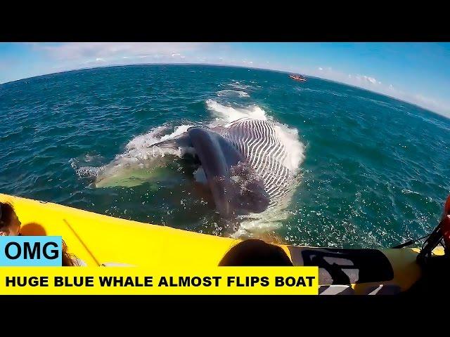 OMG. Huge Blue Whale Almost Flips Tourist Boat In Quebec.