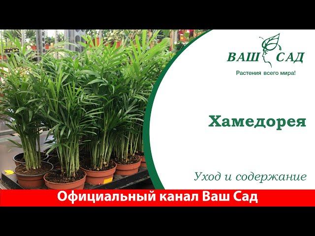  Пальма Хамедорея - уход в домашних условиях. Ваш сад