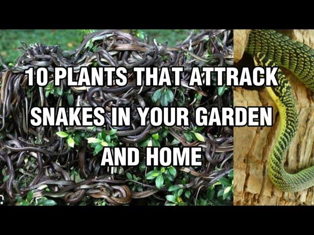 10 Plants That Attract Snakes In Your Garden and Home #plants #gardening #gardeningideas #snakes