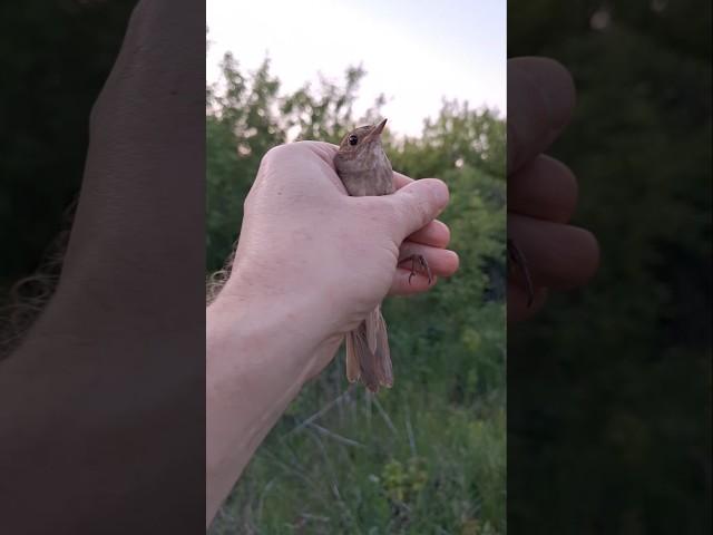 СОЛОВЕЙ обзор  мегаХИТ