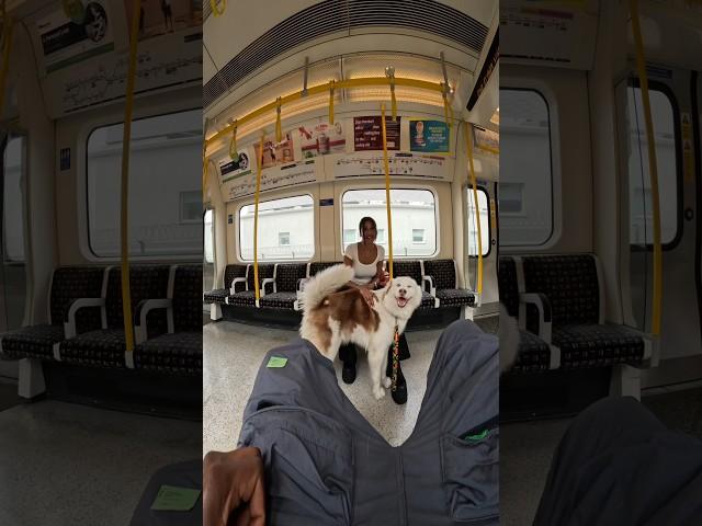 Viola really liked her!! #youtubeshorts #shorts #husky #train #fyp #travel #beautiful #viral #pet