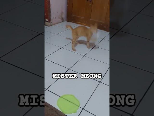 MISTER MEONG #funny #short