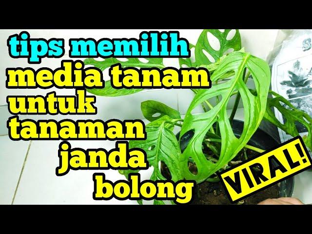 Tips memilih media tanam untuk tanaman janda bolong viral!