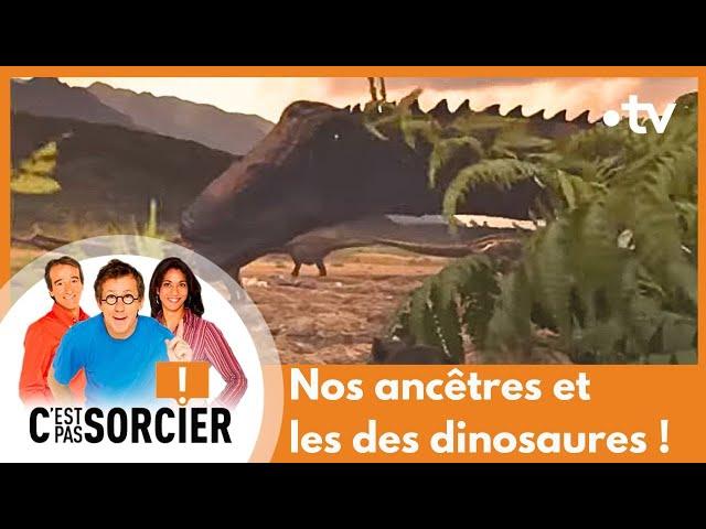 Nos ancêtres et les des dinosaures ! - C'est pas sorcier [Intégrale]