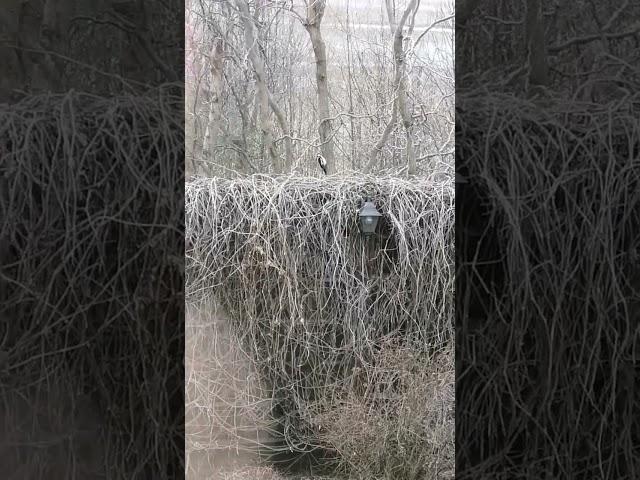 А Вы увидели дятла?