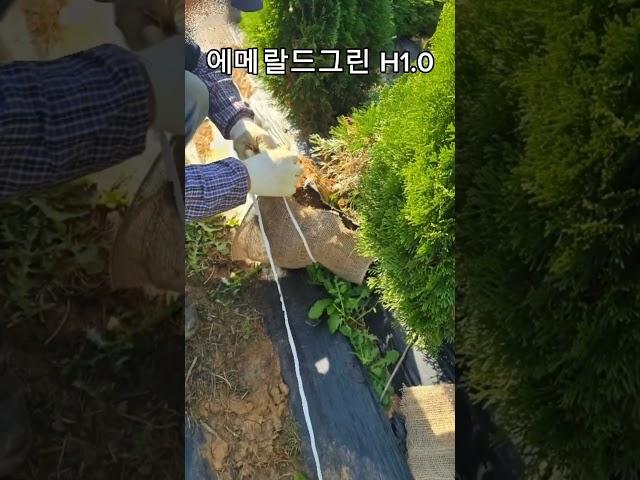  조경수 추천! 에메랄드그린 H1.0 