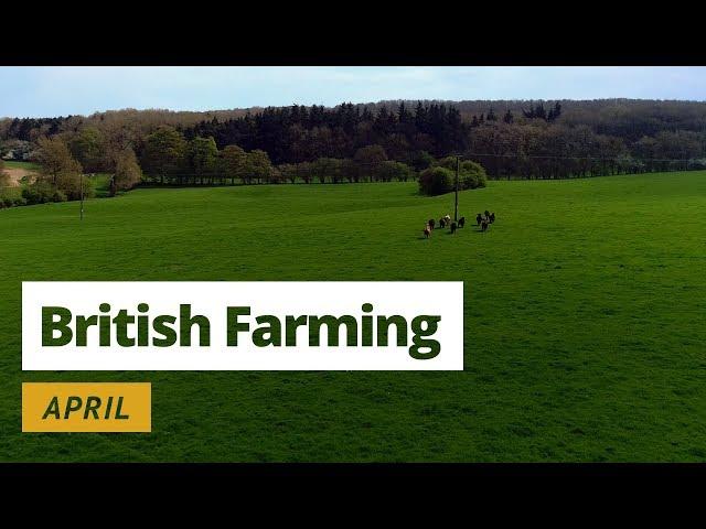 British Farming | 12 Months on a UK Farm: April