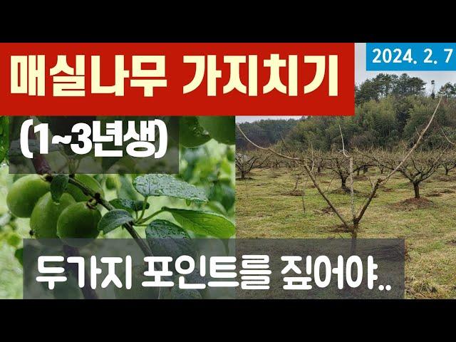 매실나무 가지치기 (1~3년생) #전지/수형잡는 방법 #매실나무 동계전정