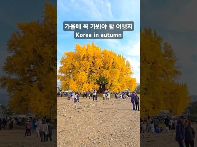 가을에 꼭 가봐야 할 여행지 11월 국내여행지 | Korea Travel in Autumn