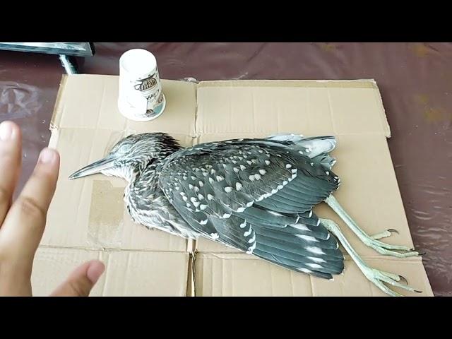Dead Juvenile Night-Heron