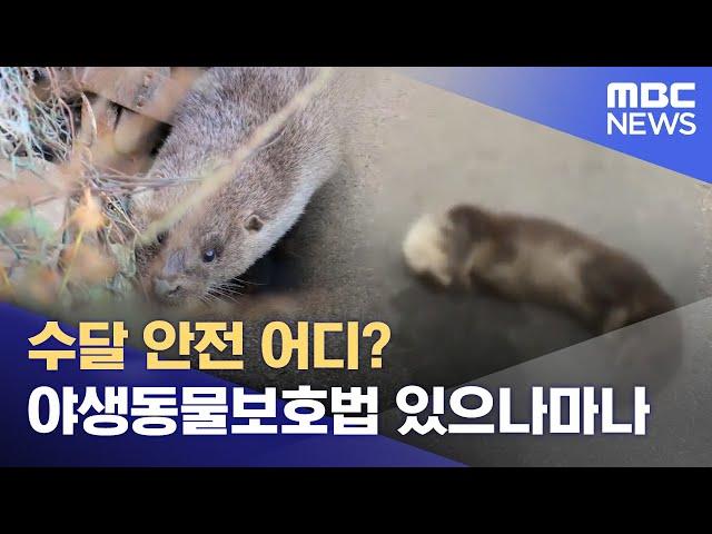 멸종위기종 수달 ..안전한가? (2023.05.31/뉴스데스크/MBC경남)