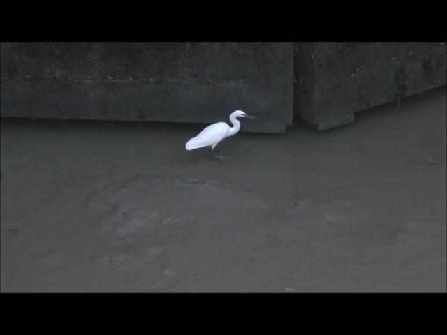 Little Egret Egretta garzetta fishing in near darkness at the Mar Dyke sluice gate, Purfleet