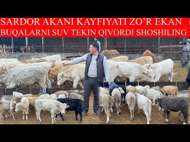 SARDOR AKANI KAYFIYATI ZO’R EKAN BUQALARNI SUV TEKIN QIVORDI SHOSHILING