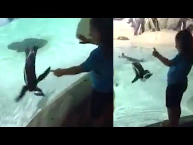 Penguin Plays With 5-Year-Old Girl at New Jersey Aquarium