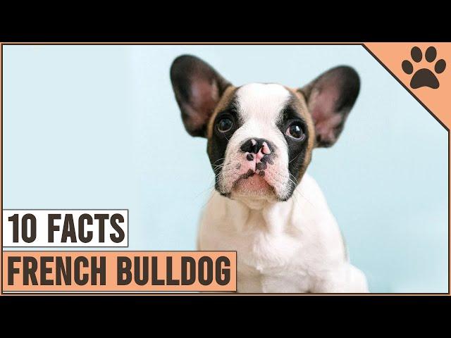 French Bulldog - Top 10 Facts | Dog World