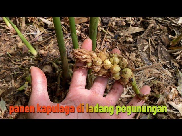 panen kapulaga berbuah lebat di lahan pegunungan