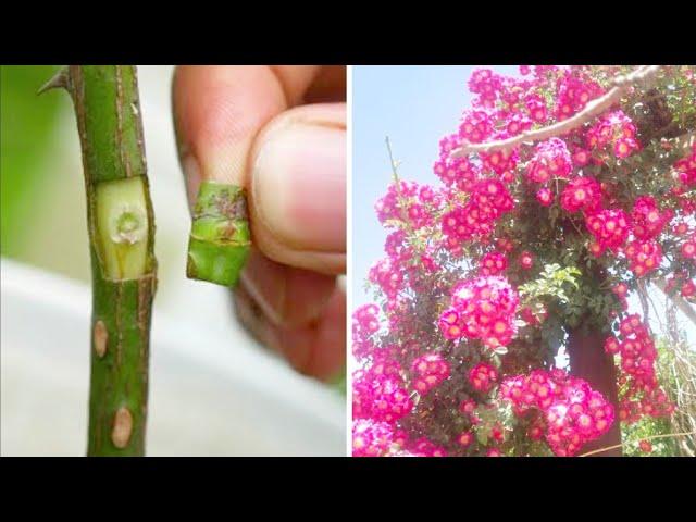 Easy way To Graft  ROSE PLANT Root | Method Of Grafting On Rose Plant