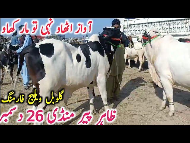 Today Fresh Zahir Pir Cow Mandi Video | Cholistani Bachre || Global Village Farming