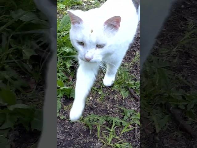 Добрый котик #сталкпозаброшке #котик #кот #котики