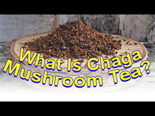 Chaga Mushroom Tea from the Whistling Kettle