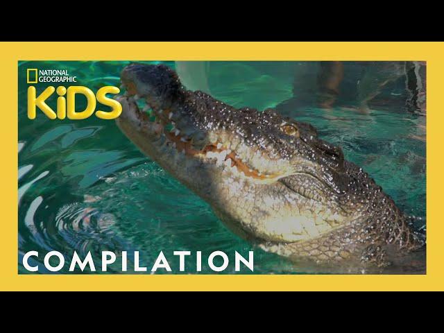 Fearless Adventures with Jack Randall  | 25 Minutes | Nat Geo Kids Compilation | @natgeokids