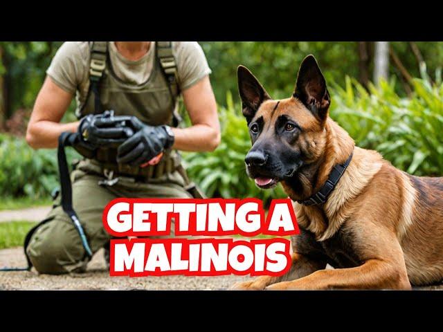 Should I Get a Belgian Malinois? Dog Training | Malinois | K9 Training | Puppy Training | K9 Trainer