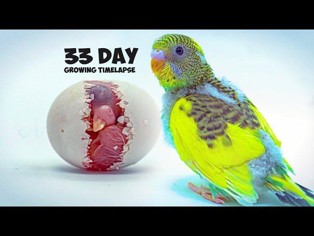 Growing Budgerigar Babies | Growth Stages For 33 Days