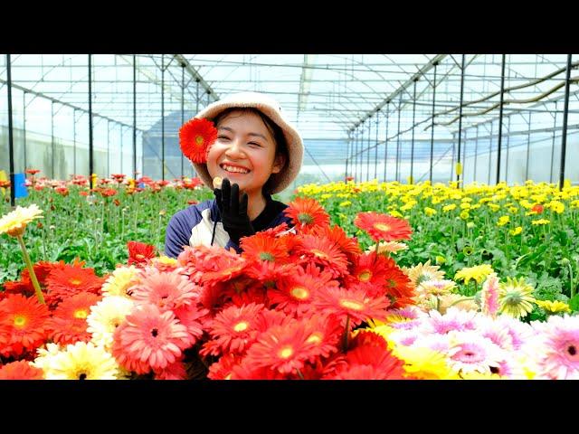 Full Video: Harvesting Gerbera Flower Goes To Market Sell - Farm, Daily Life, Cooking | Tieu Lien