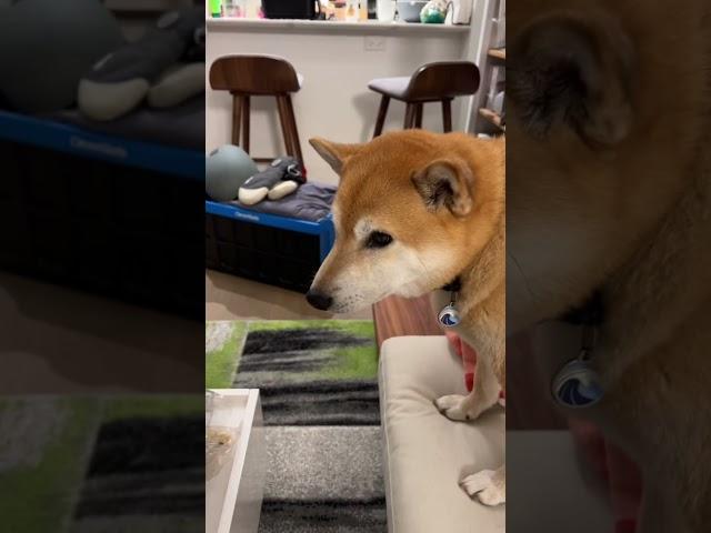 Shiba Has Ultra Instinct