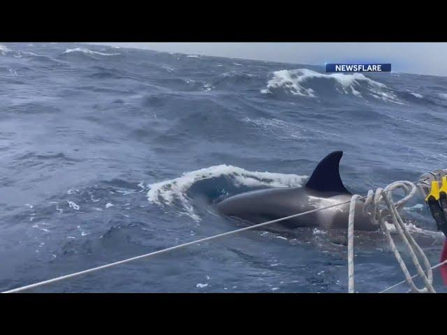 Dramatic video of killer whales attacking boats in Spain