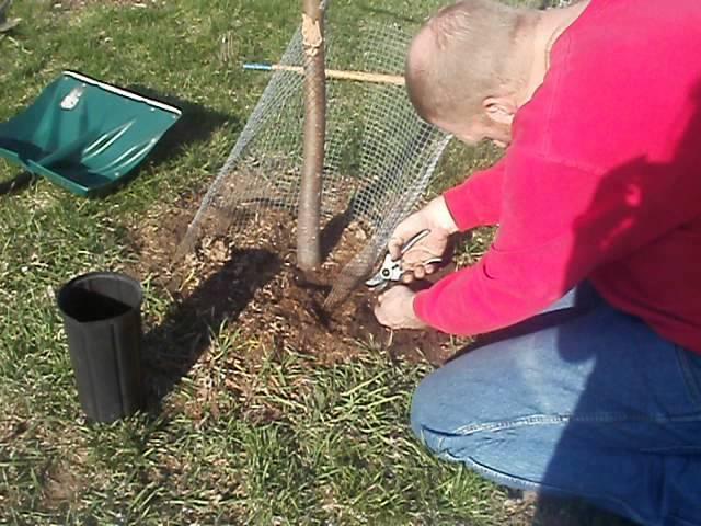 propagation by root cutting -- apple or pear