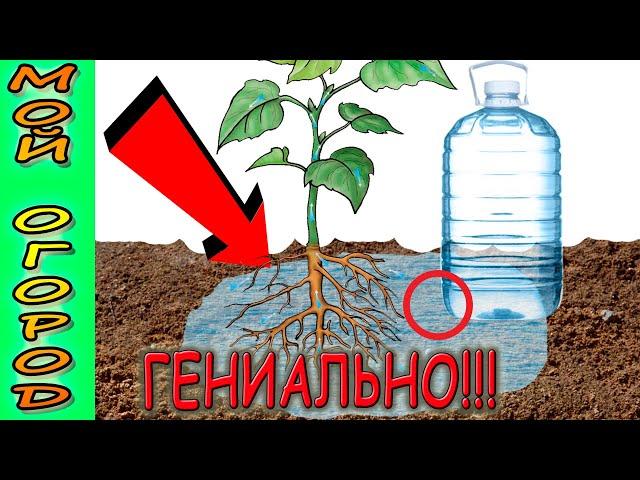 How to make drip irrigation from a plastic bottle. Free drip irrigation