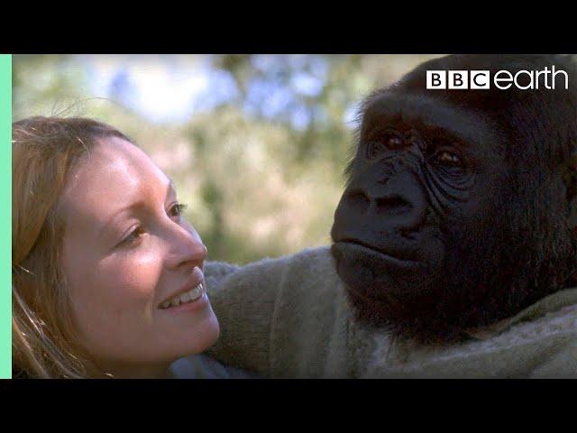 Did you know there's a talking gorilla? | #TalkingGorilla | BBC