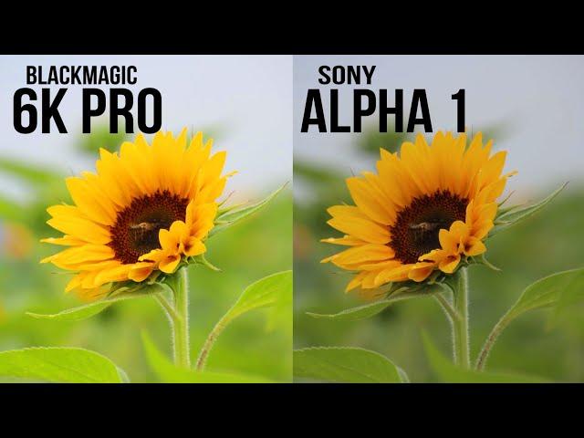 BlackMagic Pocket 6K Pro vs Sony Alpha 1 Camera Test