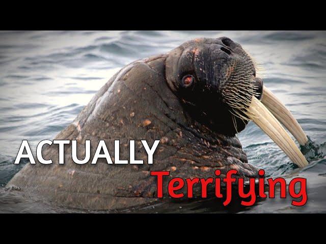 Walrus are Terrifying - Here's Why