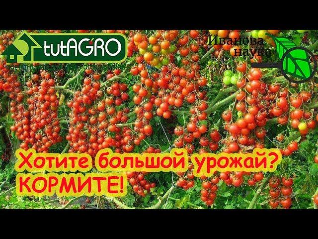 ПОЛНАЯ СХЕМА ПОДКОРМКИ ТОМАТА НА БОЛЬШОЙ и ВКУСНЫЙ УРОЖАЙ. Принципы и рецепты.